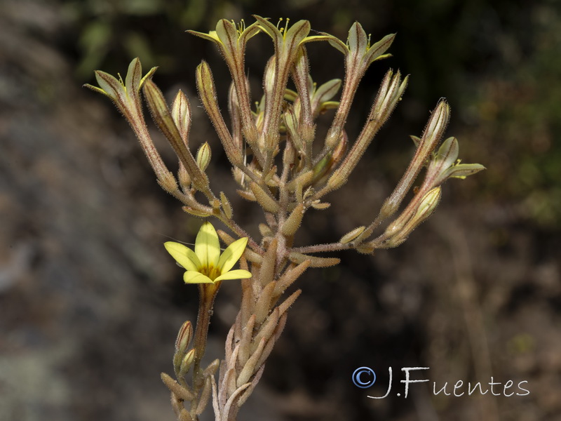 Pistorinia breviflora.03