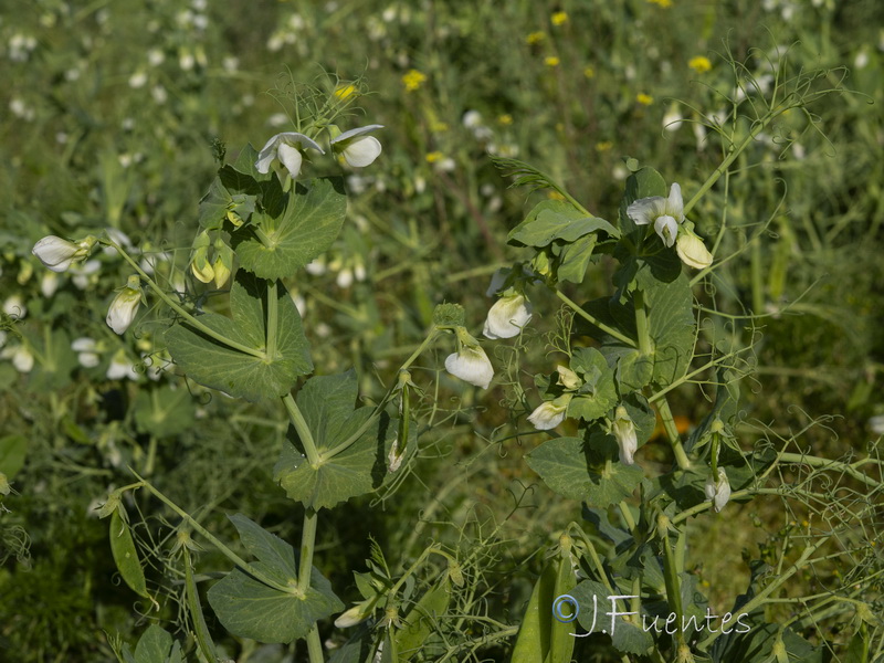 Pisum sativum sativum.20