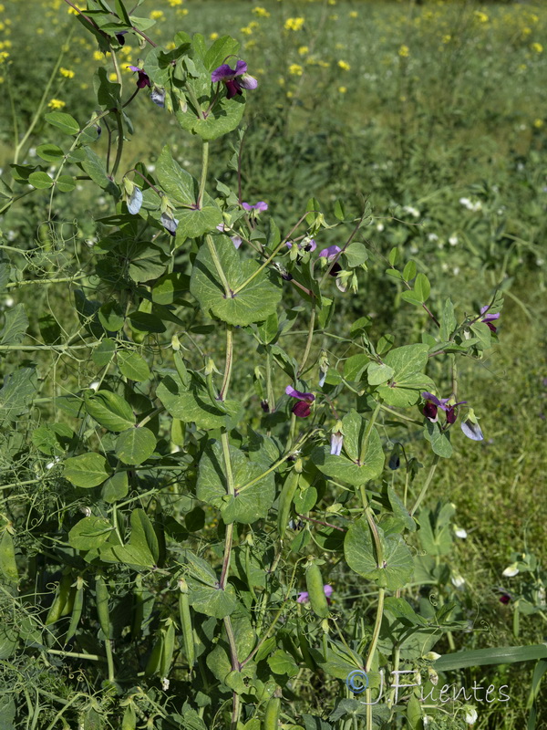 Pisum sativum sativum.21