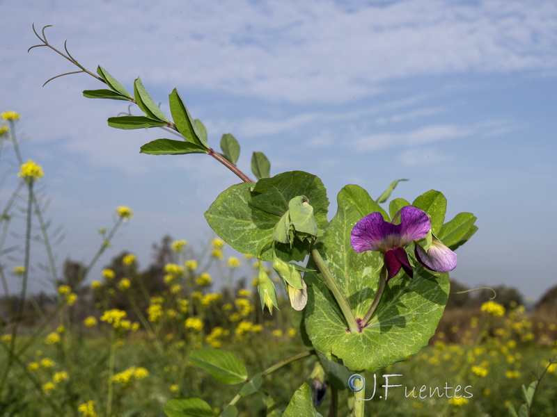 Pisum sativum sativum.23