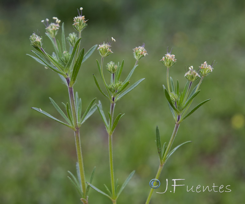 Plantago afra.01