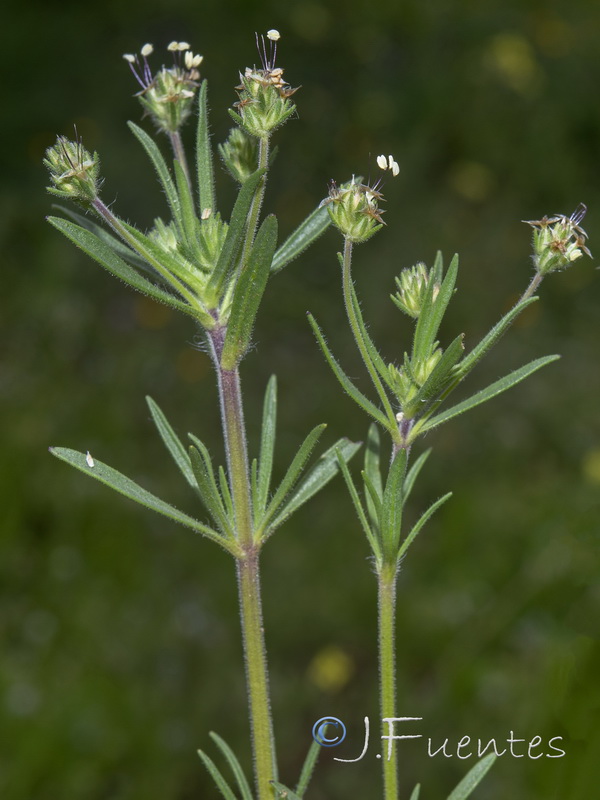 Plantago afra.02