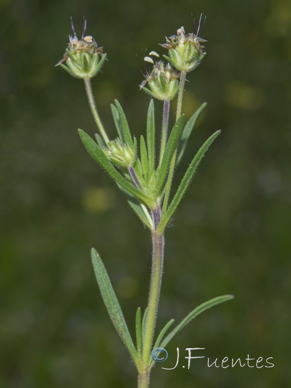 Plantago afra.03