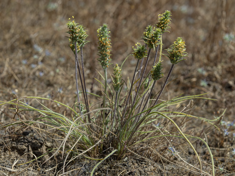Plantago algarbiensis.01