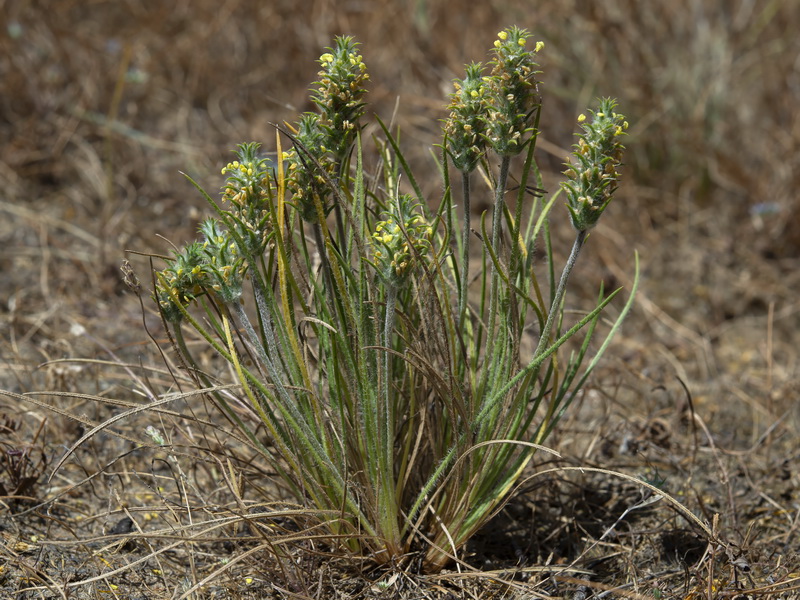Plantago algarbiensis.02