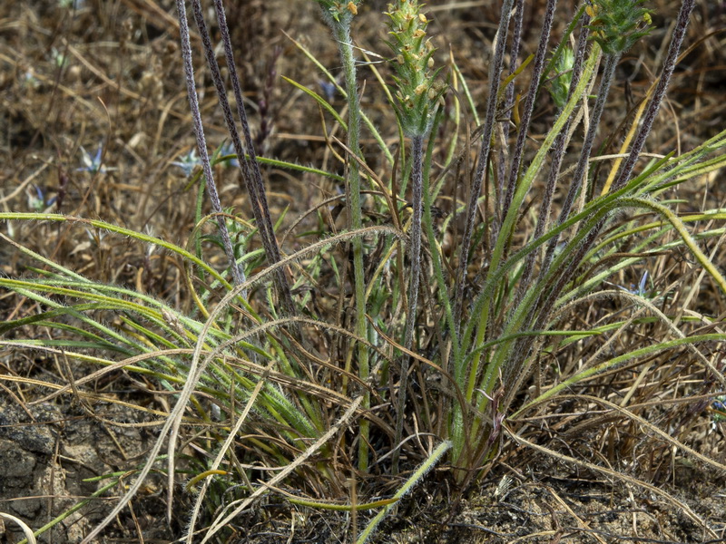 Plantago algarbiensis.04