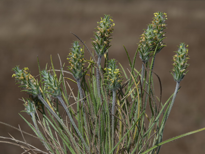 Plantago algarbiensis.05