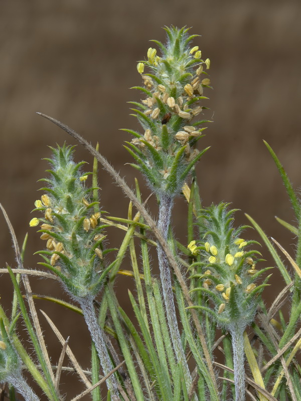 Plantago algarbiensis.06