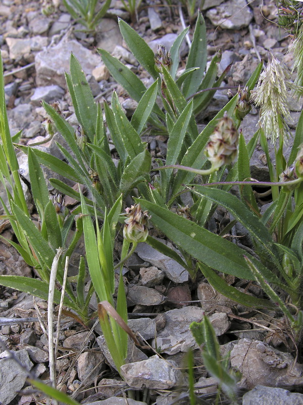 Plantago amplexicaulis amplexicaulis.01