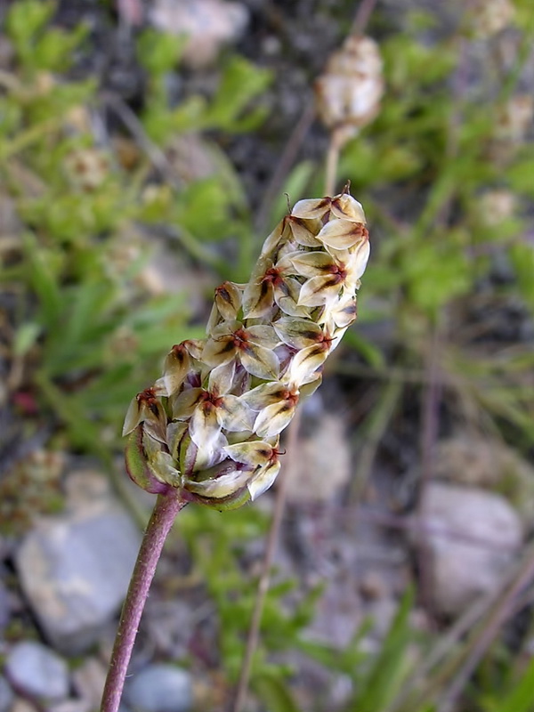 Plantago amplexicaulis amplexicaulis.04