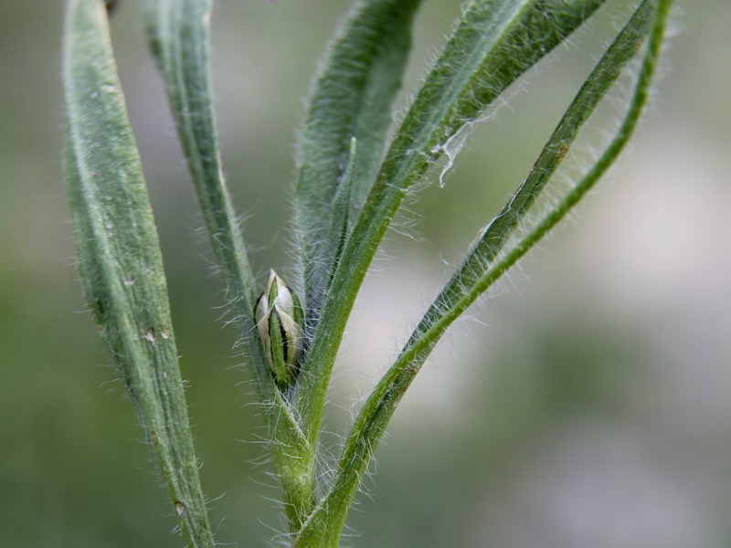 Plantago amplexicaulis amplexicaulis.08