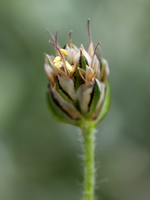Plantago amplexicaulis amplexicaulis.10