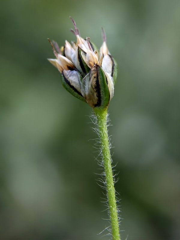 Plantago amplexicaulis amplexicaulis.11