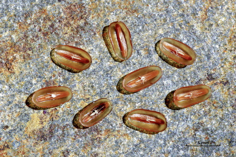 Plantago amplexicaulis amplexicaulis.14