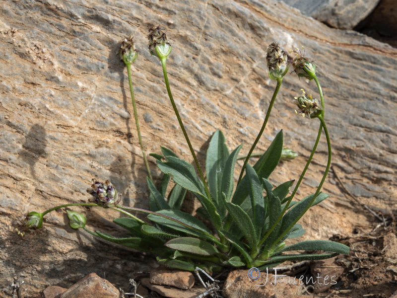 Plantago amplexicaulis amplexicaulis.15