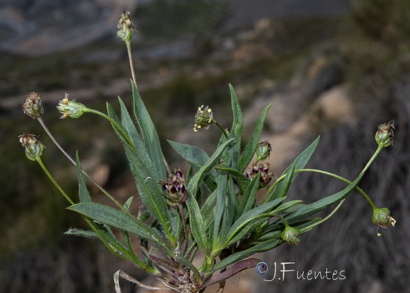 Plantago amplexicaulis amplexicaulis.16
