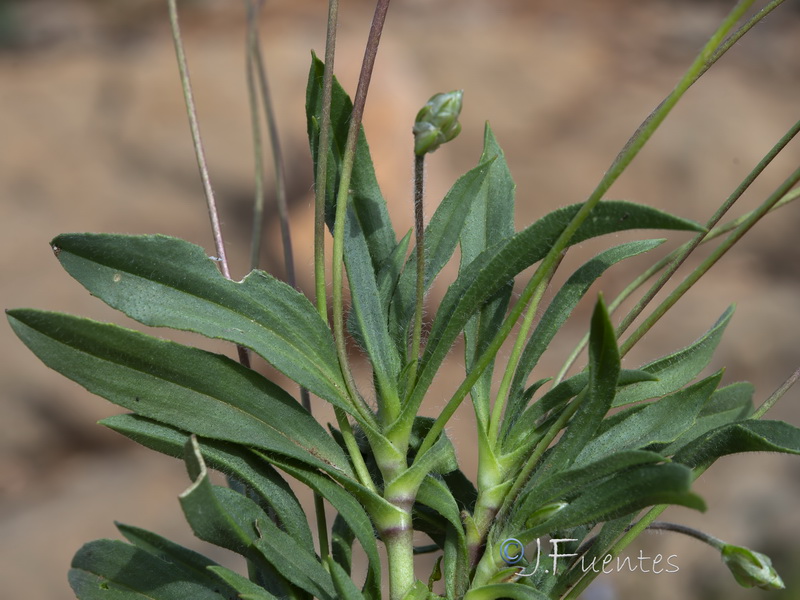 Plantago amplexicaulis amplexicaulis.18