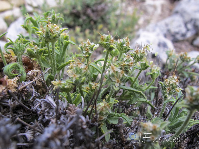 Plantago asperrima.12