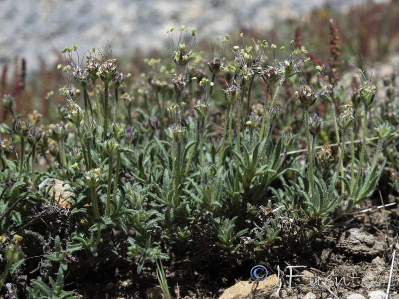 Plantago asperrima.04