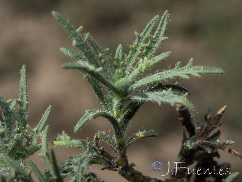 Plantago asperrima.10