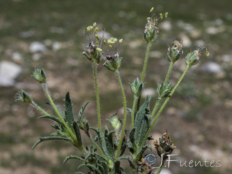 Plantago asperrima.08