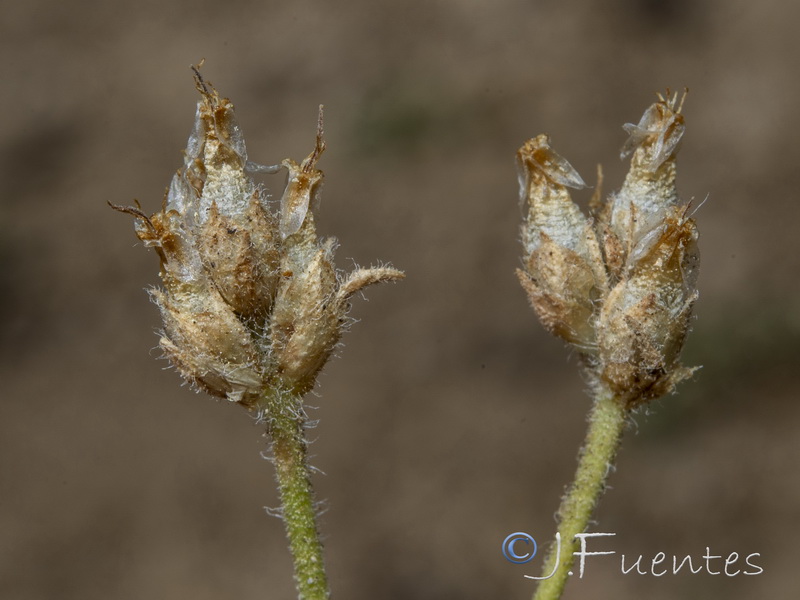 Plantago asperrima.13