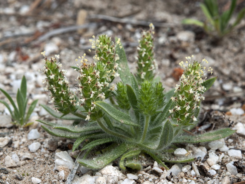 Plantago bellardii.01