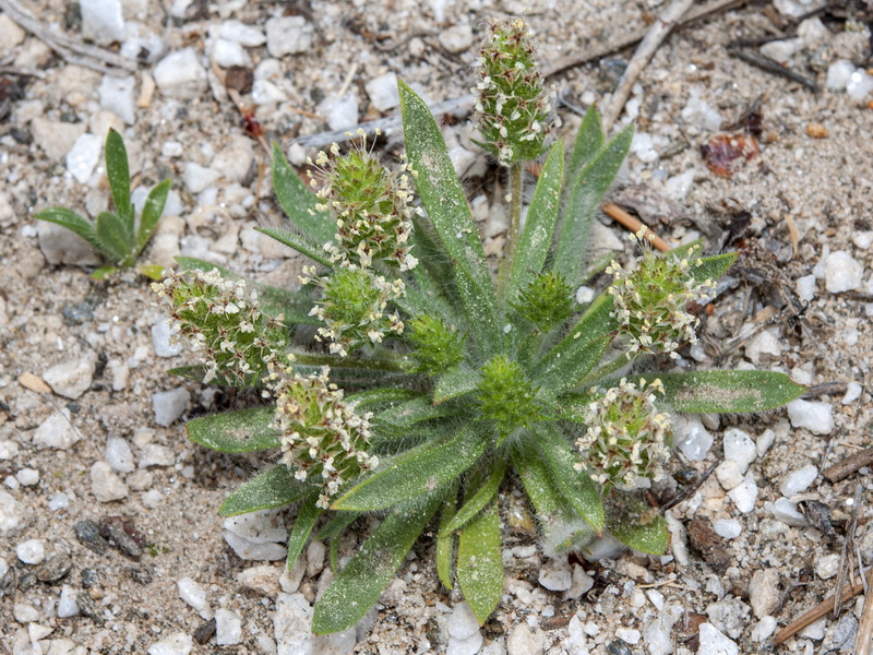 Plantago bellardii.02