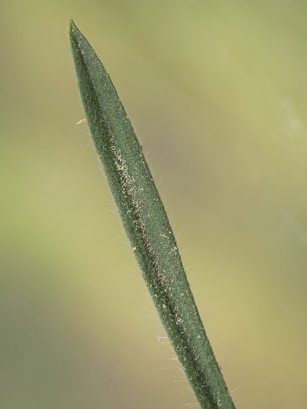 Plantago bellardii.03