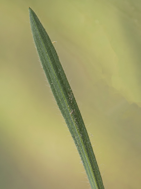 Plantago bellardii.04