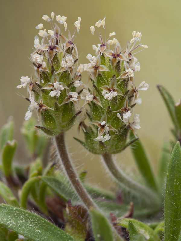 Plantago bellardii.07