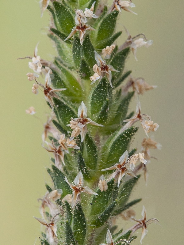 Plantago bellardii.09