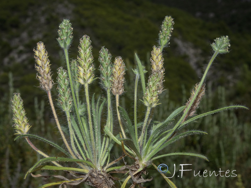 Plantago bellardii.11