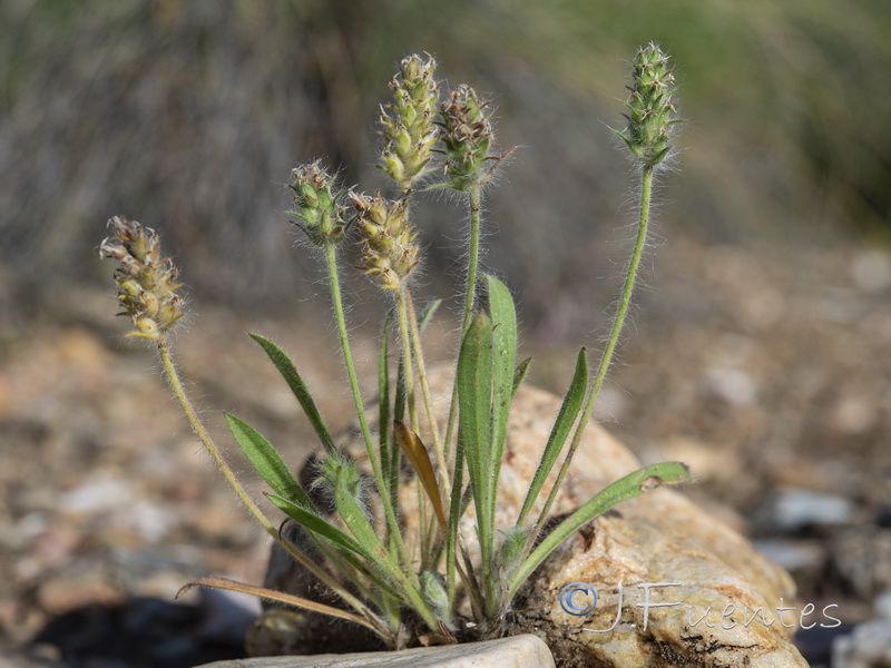 Plantago bellardii.12