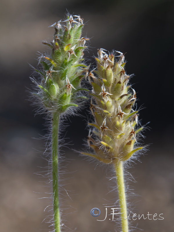 Plantago bellardii.13