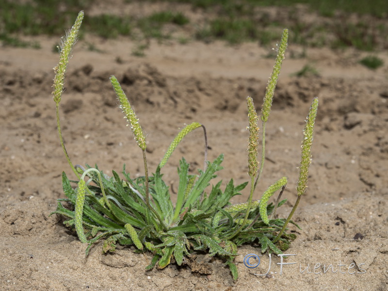 Plantago coronopus.01