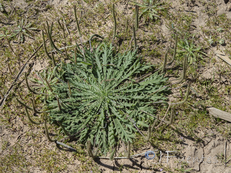 Plantago coronopus.02