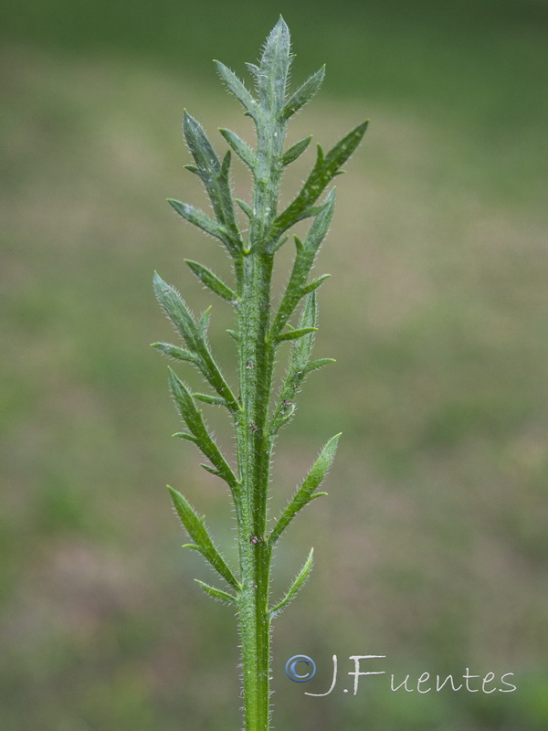 Plantago coronopus.05