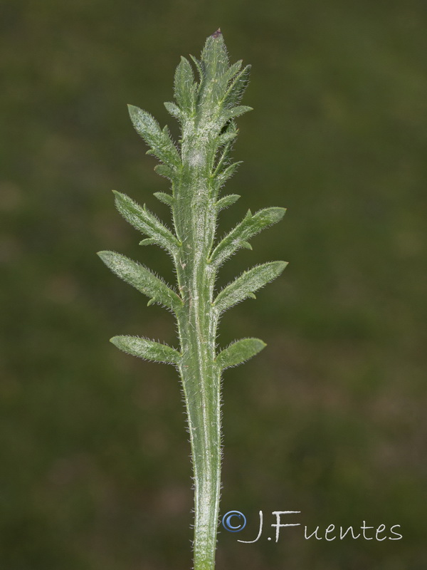 Plantago coronopus.06