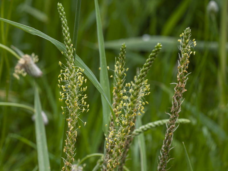 Plantago coronopus.08