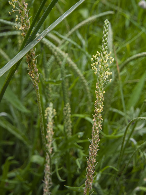 Plantago coronopus.09