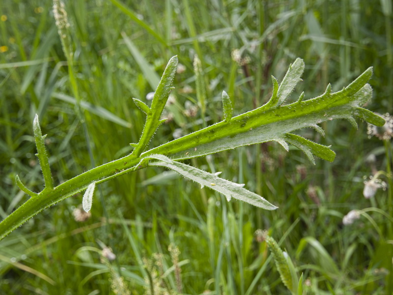 Plantago coronopus.10