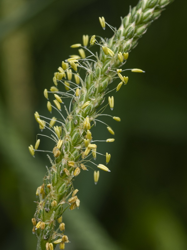 Plantago coronopus.12