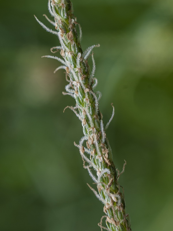 Plantago coronopus.13