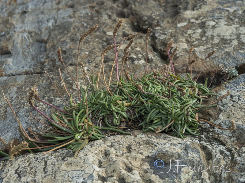 Plantago crassifolia.02
