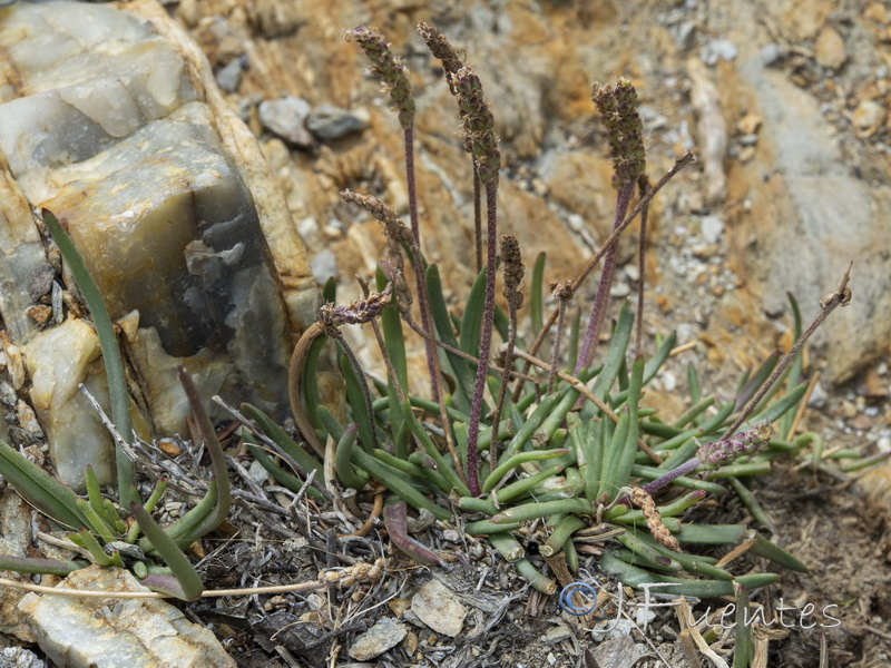 Plantago crassifolia.04