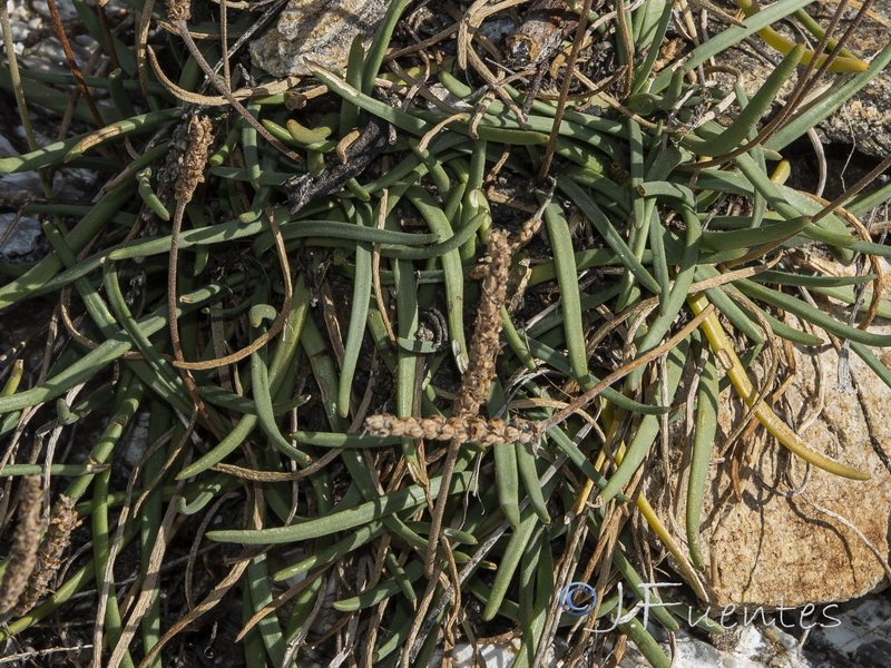 Plantago crassifolia.08