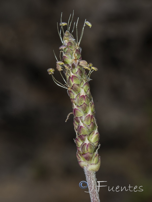 Plantago crassifolia.10