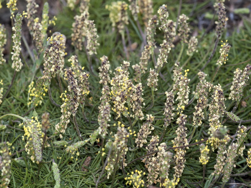Plantago holosteum.04