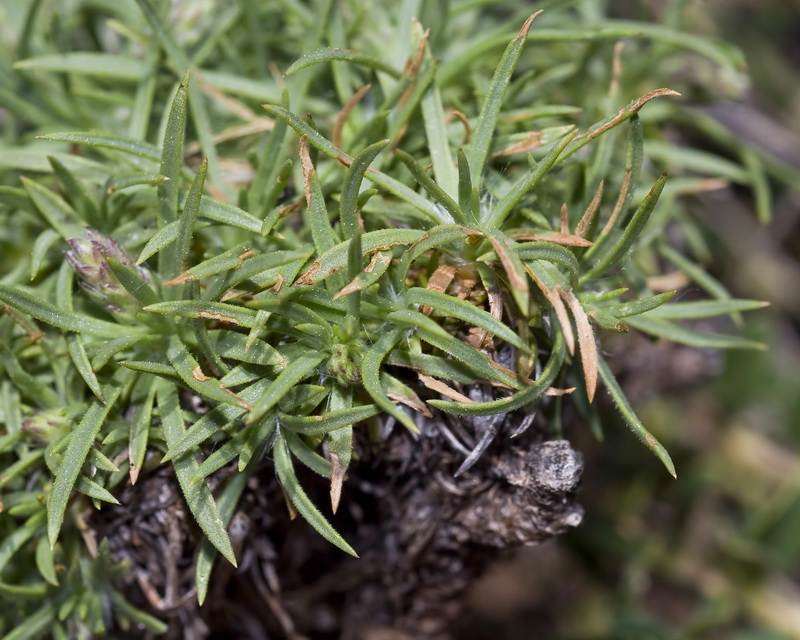Plantago holosteum.05